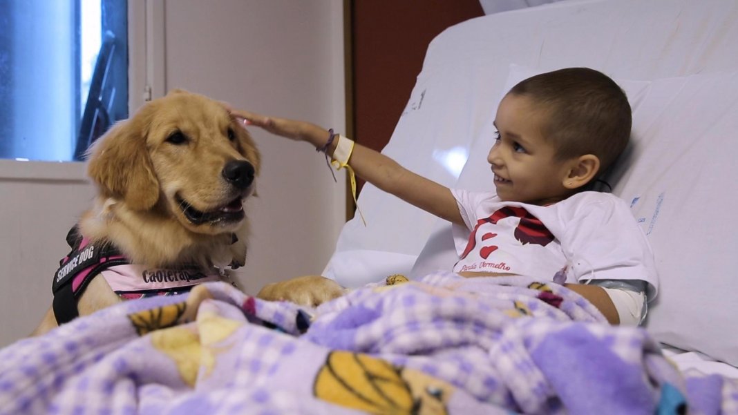 Primeira cadela usada em Terapia Assistida por Animais faz sucesso entre as crianças