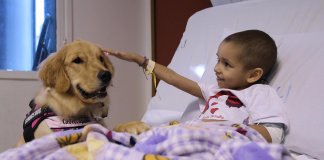 Primeira cadela usada em Terapia Assistida por Animais faz sucesso entre as crianças