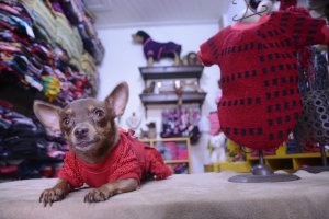 fasdapsicanalise.com.br - Professora transforma luta contra depressão em confecção de roupas para pets