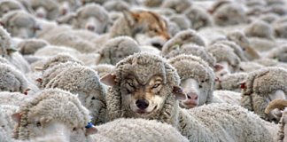 Abra o olho. Há muito lobo vestindo pele de cordeiro.