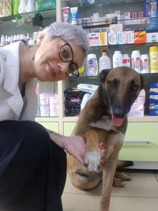 fasdapsicanalise.com.br - Cão de rua com pata ferida pede ajuda em farmácia e recebe o melhor atendimento (veja o vídeo)