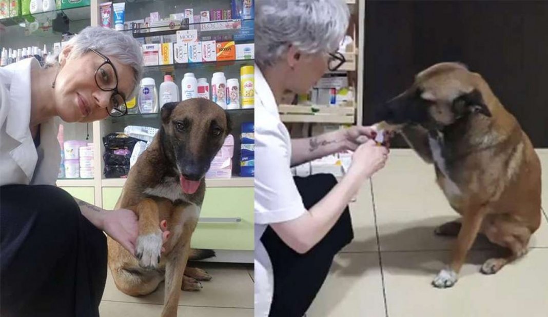 Cão de rua com pata ferida pede ajuda em farmácia e recebe o melhor atendimento (veja o vídeo)
