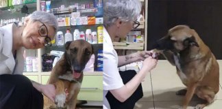 Cão de rua com pata ferida pede ajuda em farmácia e recebe o melhor atendimento (veja o vídeo)