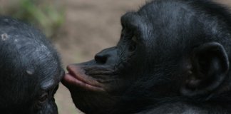 Imagem de gorila fêmea a beijar o seu bebé recém-nascido emociona o Mundo