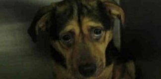Casal vê foto do cão mais triste do abrigo e dirige 6 horas para o adotar