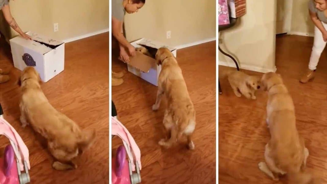 Cachorra ganha filhote de presente para se curar da ansiedade