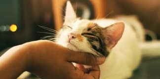 “Os animais devem ser tratados com respeito, amor e carinho”