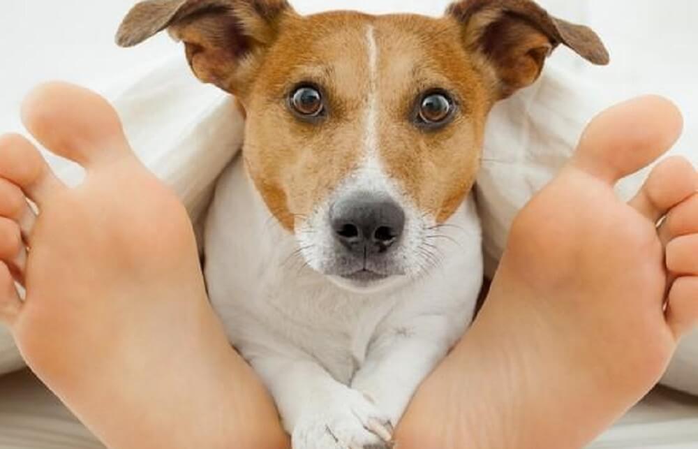 Se o seu cãozinho costuma lamber seu pé, fique atento aos sinais: É isso o que ele tenta te dizer!