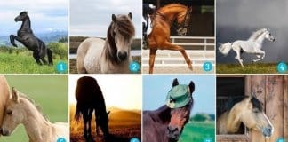 TESTE: Que cavalo te atrai mais? Aquele que você escolher lhe dará uma mensagem sobre sua sorte