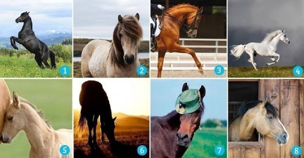 TESTE: Que cavalo te atrai mais? Aquele que você escolher lhe dará uma mensagem sobre sua sorte