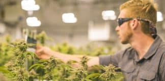 Uso de maconha medicinal é aprovado pela Anvisa