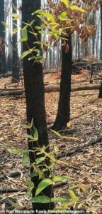 fasdapsicanalise.com.br - As florestas da Austrália se recusam a morrer e a vida abre caminho através das cinzas