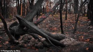 fasdapsicanalise.com.br - As florestas da Austr&aacute;lia se recusam a morrer e a vida abre caminho atrav&eacute;s das cinzas