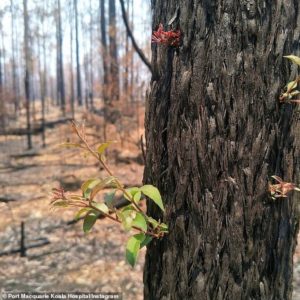 fasdapsicanalise.com.br - As florestas da Austr&aacute;lia se recusam a morrer e a vida abre caminho atrav&eacute;s das cinzas