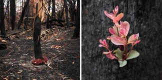 As florestas da Austrália se recusam a morrer e a vida abre caminho através das cinzas
