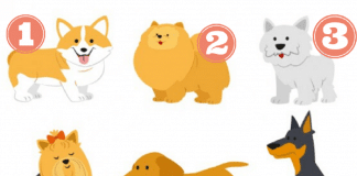 Qual cachorro você escolhe? Isso diz muito sobre você!