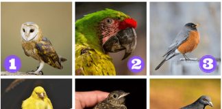 Qual desses pássaros você escolhe? Ele te enviará uma mensagem poderosa
