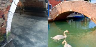 Agora foi a vez de golfinhos e cisnes aparecerem nos canais de Veneza, após a quarentena na Itália
