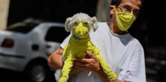 Com pandemia e isolamento social, cresce o número de adoções de animais