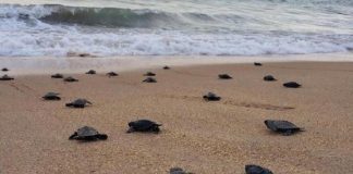 Com praias vazias, 97 tartarugas-de-pente nascem em Pernambuco