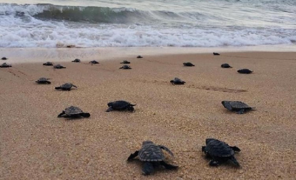 Com praias vazias, 97 tartarugas-de-pente nascem em Pernambuco
