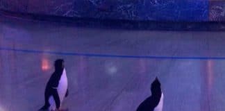 Pinguins saem do aquário vazio de Chicago e vão dar um passeio