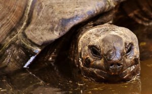 fasdapsicanalise.com.br - Boa notícia! Após 100 anos, voltam a nascer tartarugas em Galápagos