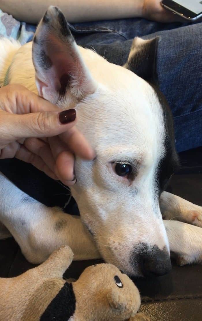 Mulher com medo de cães adota cachorro com medo de humanos fasdapsicanalise.com.br - Mulher com medo de cães adota cachorro com medo de humanos