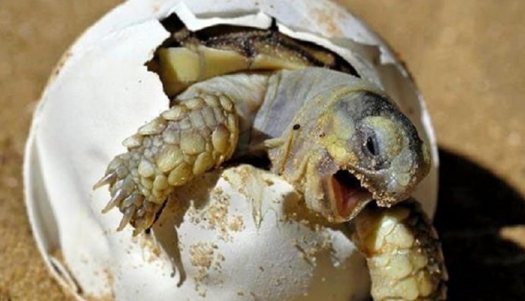 Boa notícia! Após 100 anos, voltam a nascer tartarugas em Galápagos