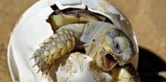 Boa notícia! Após 100 anos, voltam a nascer tartarugas em Galápagos