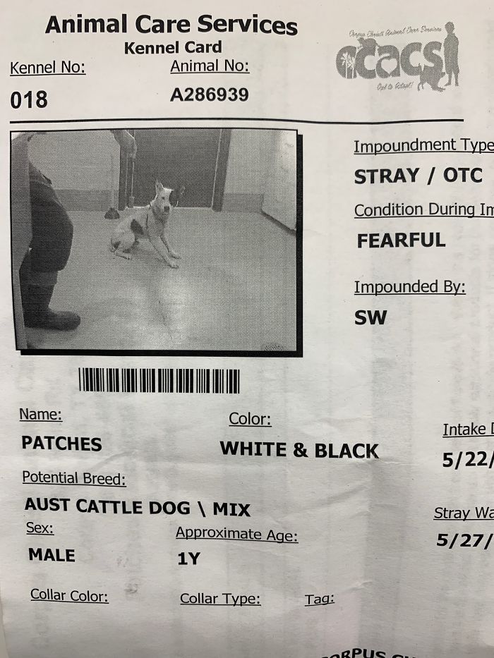 Mulher com medo de cães adota cachorro com medo de humanos fasdapsicanalise.com.br - Mulher com medo de cães adota cachorro com medo de humanos
