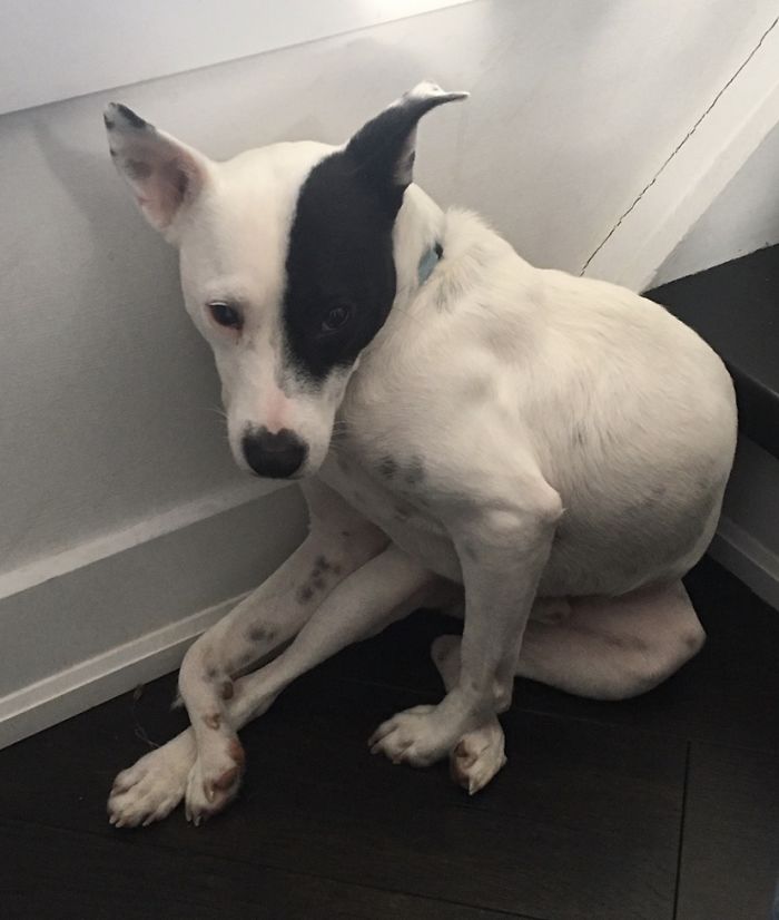 Mulher com medo de cães adota cachorro com medo de humanos fasdapsicanalise.com.br - Mulher com medo de cães adota cachorro com medo de humanos