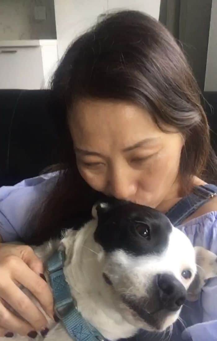 Mulher com medo de cães adota cachorro com medo de humanos fasdapsicanalise.com.br - Mulher com medo de cães adota cachorro com medo de humanos