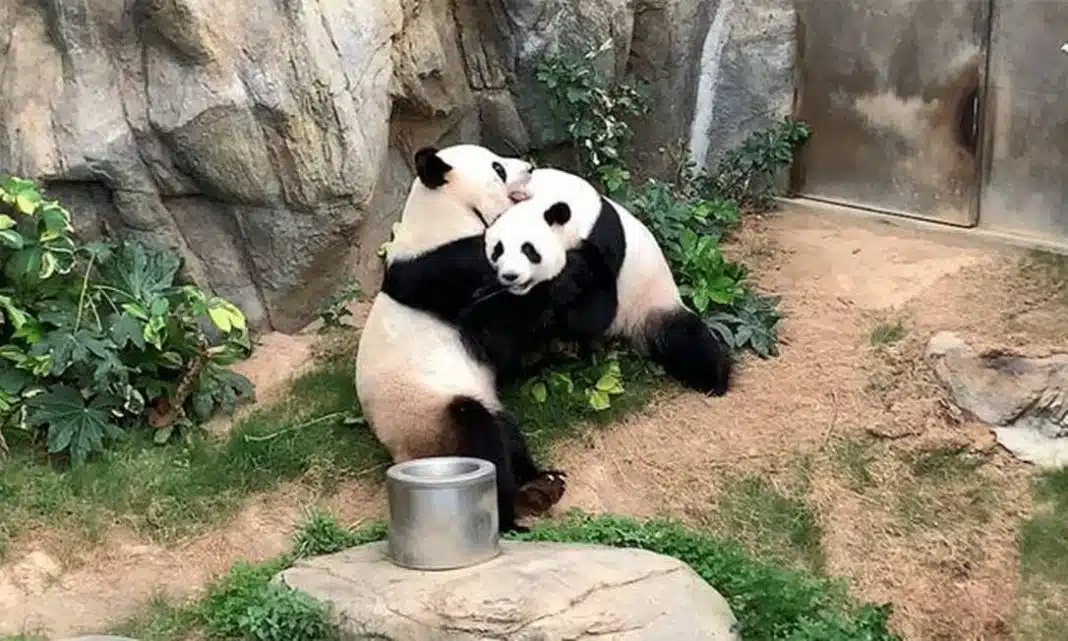 Após dez anos de tentativas, pandas acasalam durante quarentena em zoológico Após dez anos de tentativas, pandas acasalam durante quarentena em zoológico