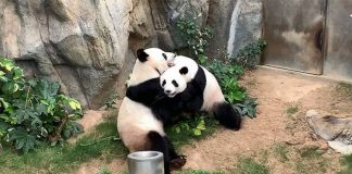 Após dez anos de tentativas, pandas acasalam durante quarentena em zoológico