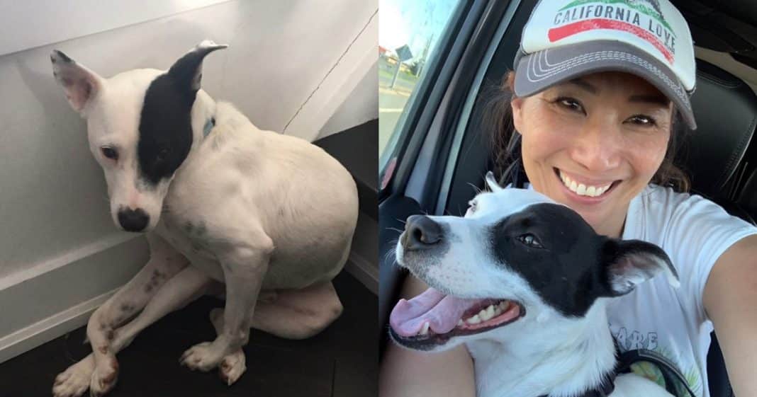 Mulher com medo de cães adota cachorro com medo de humanos Mulher com medo de cães adota cachorro com medo de humanos