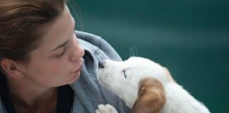 Se o seu cachorro te dá uma pata, pode estar dizendo: EU TE AMO