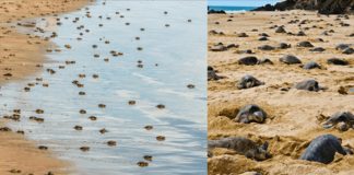 Tartarugas assumem as praias vazias e põem ovos no meio do dia – pela primeira vez em 7 anos