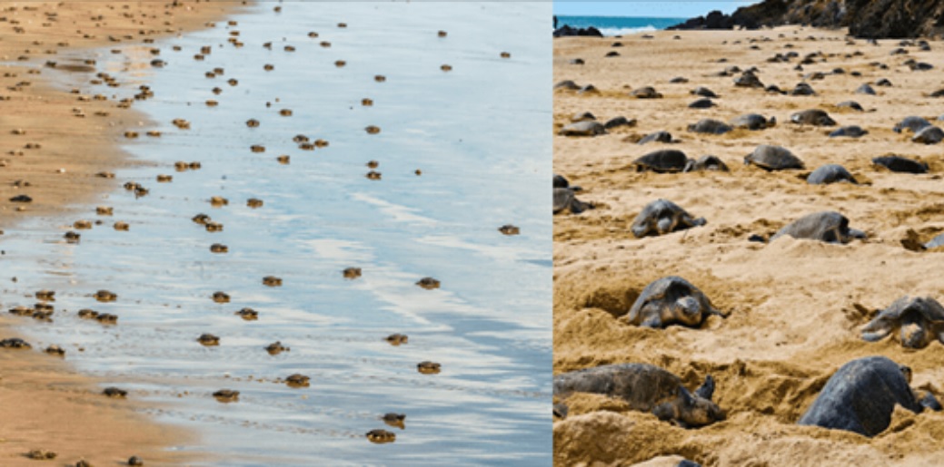 Tartarugas assumem as praias vazias e põem ovos no meio do dia – pela primeira vez em 7 anos