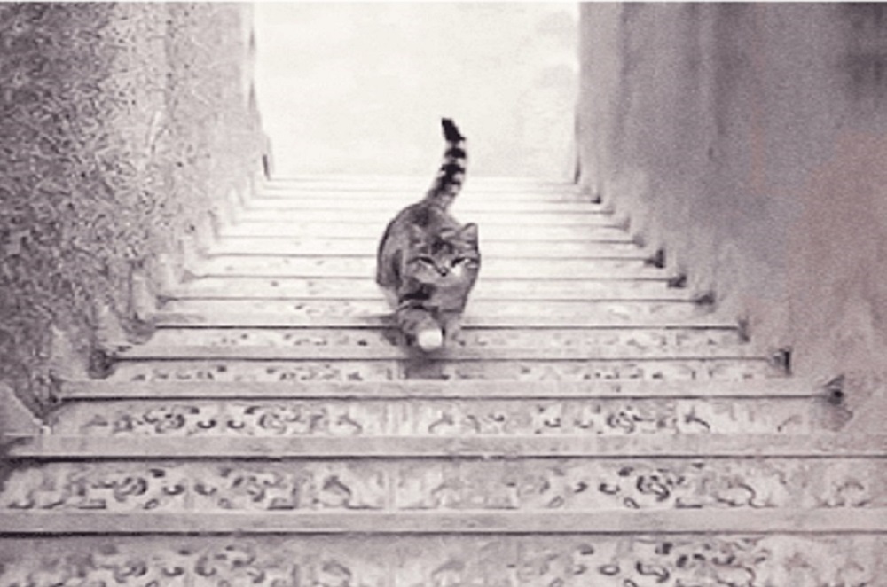 Teste: você vê gato subindo ou descendo a escada? Sua resposta revela sua personalidade