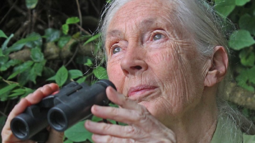 “A pandemia é o resultado de nosso absoluto desrespeito ao meio ambiente e aos animais”, diz Jane Goodall