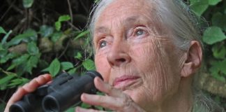 “A pandemia é o resultado de nosso absoluto desrespeito ao meio ambiente e aos animais”, diz Jane Goodall