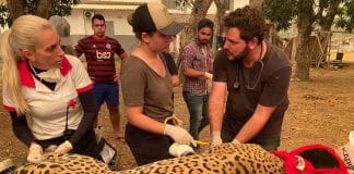 Pantanal sofre a maior devastação de sua história enquanto voluntários lutam para salvar os animais Pantanal sofre a maior devastação de sua história enquanto voluntários lutam para salvar os animais