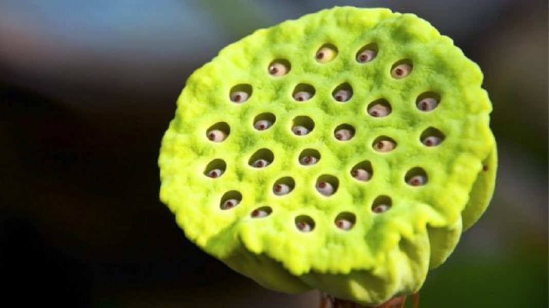 Por que algumas pessoas não conseguem olhar para esta flor de lótus?