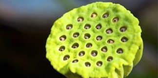 Por que algumas pessoas não conseguem olhar para esta flor de lótus?