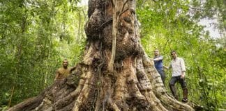 Pau-Brasil gigante e com proporções inéditas na história é encontrado na Bahia