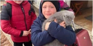 Menino ucraniano se emociona ao encontrar o gato que perdeu na fronteira com a Polônia