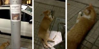 Gato é encontrado ao lado de anúncio sobre o seu desaparecimento. Assista!